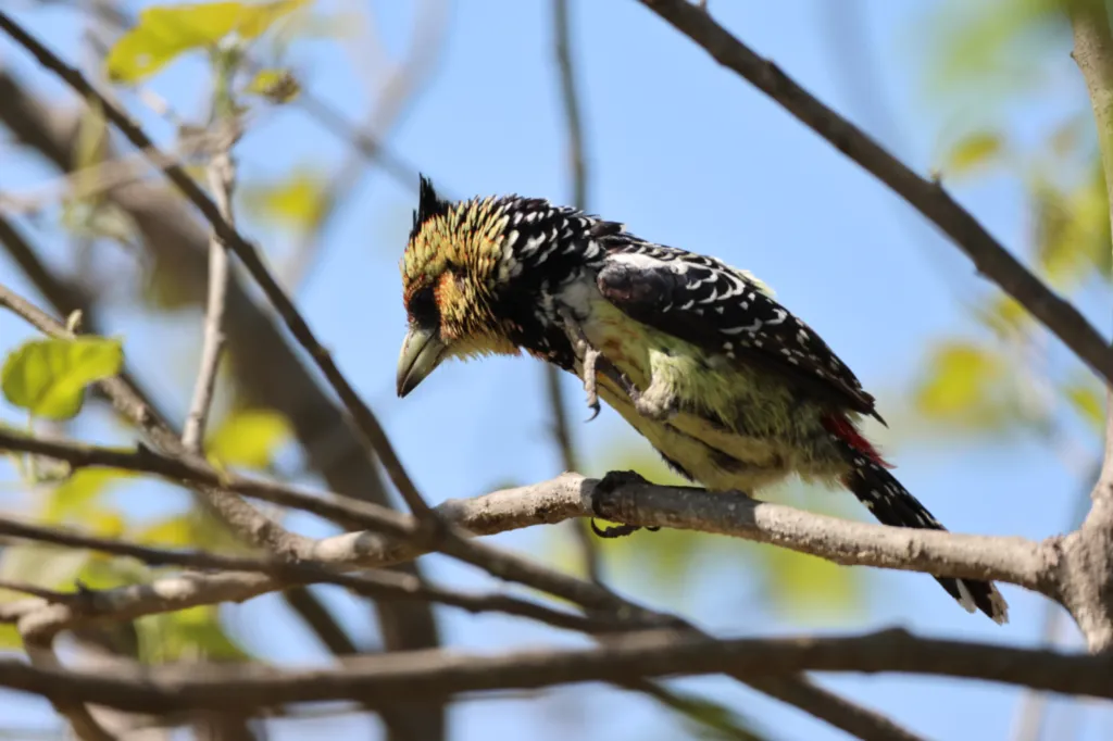 Crested Barbet (Kuifkophoutkapper)