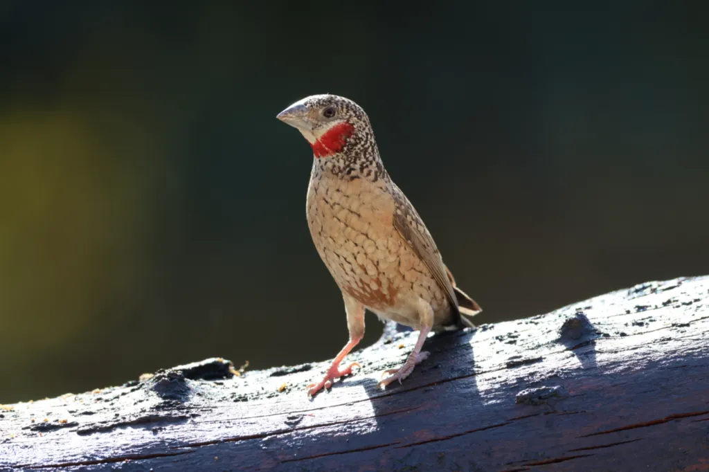 Cut-throat Finch (Bandkeelvink)