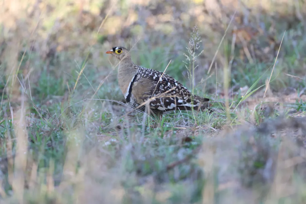 Double-banded Sandgrouse (Dubbelbandsandpatrys)