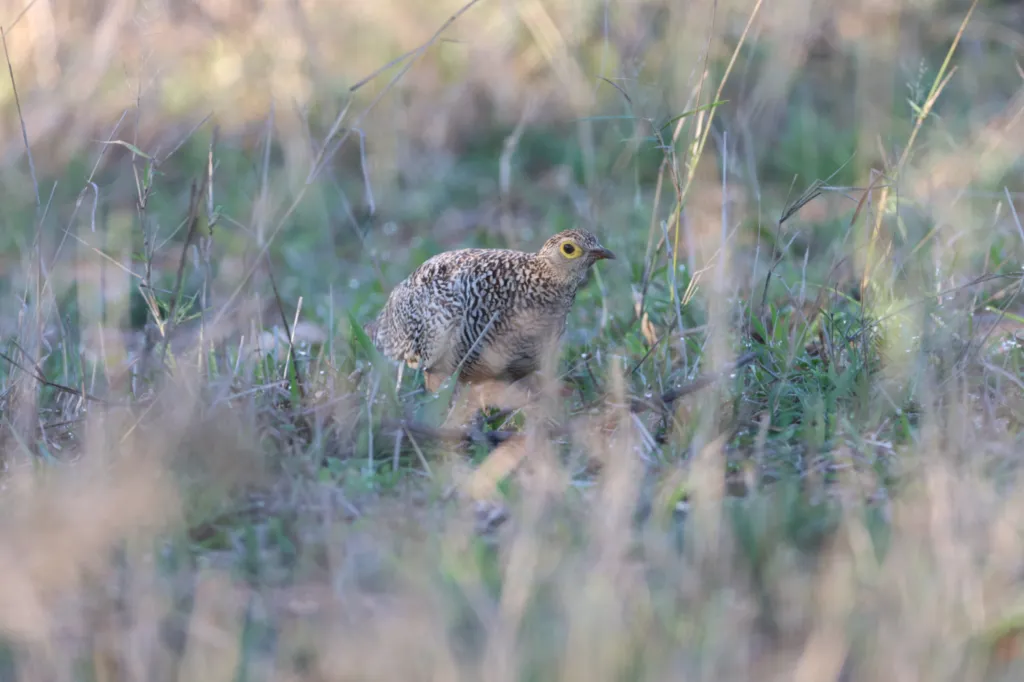 Double-banded Sandgrouse (Dubbelbandsandpatrys)