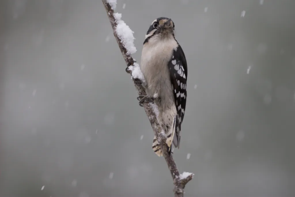Downy Woodpecker