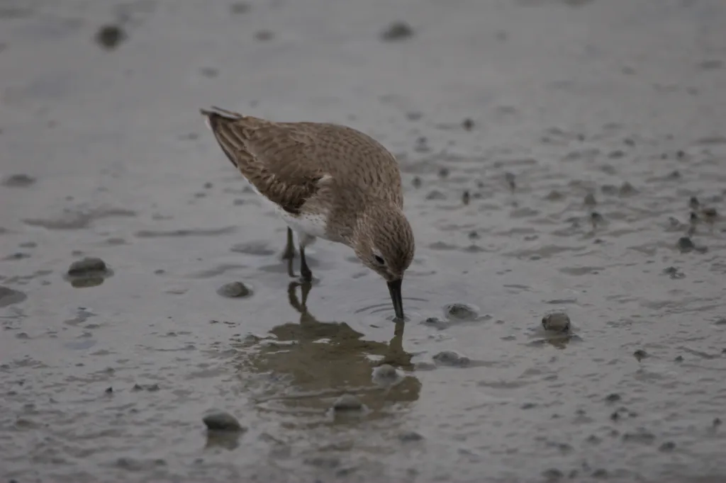 Dunlin (Bontstrandloper)