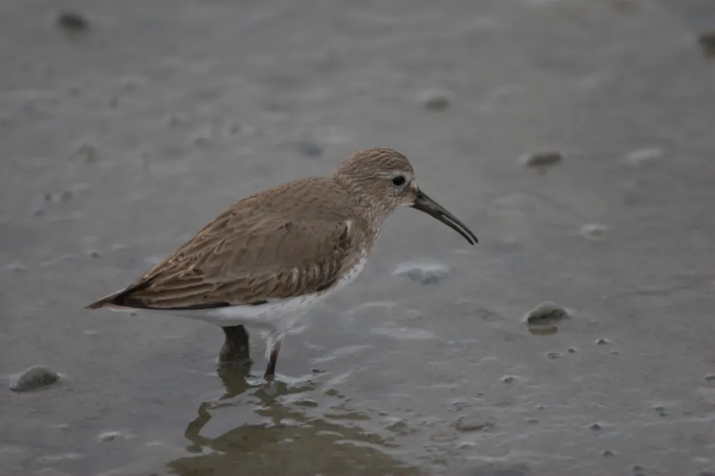 Dunlin (Bontstrandloper)