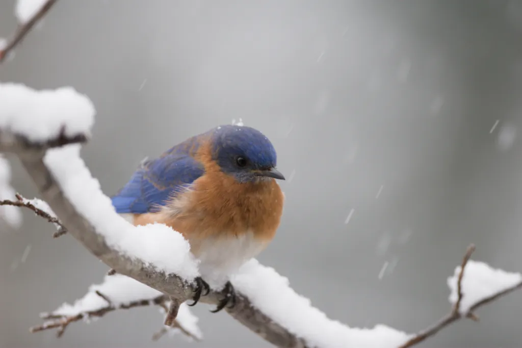 Eastern Bluebird
