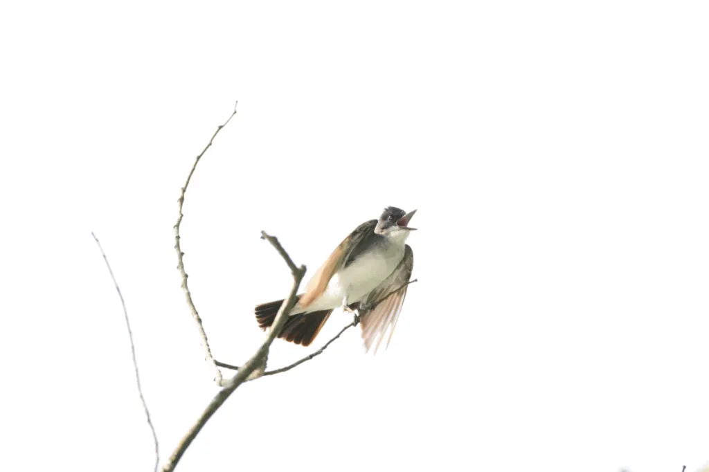 Eastern Kingbird
