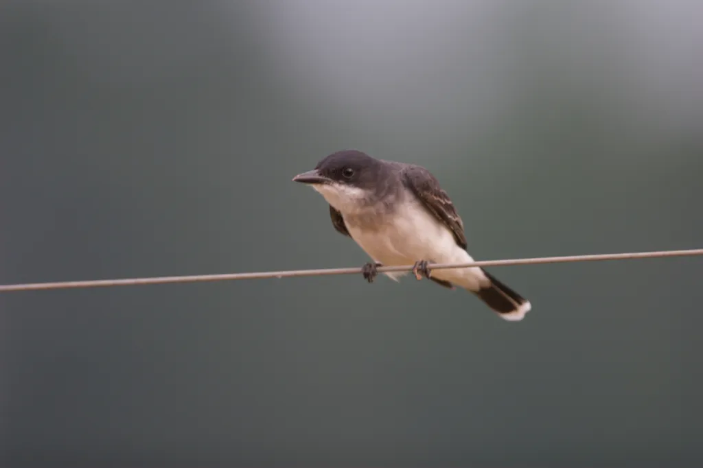 Eastern Kingbird