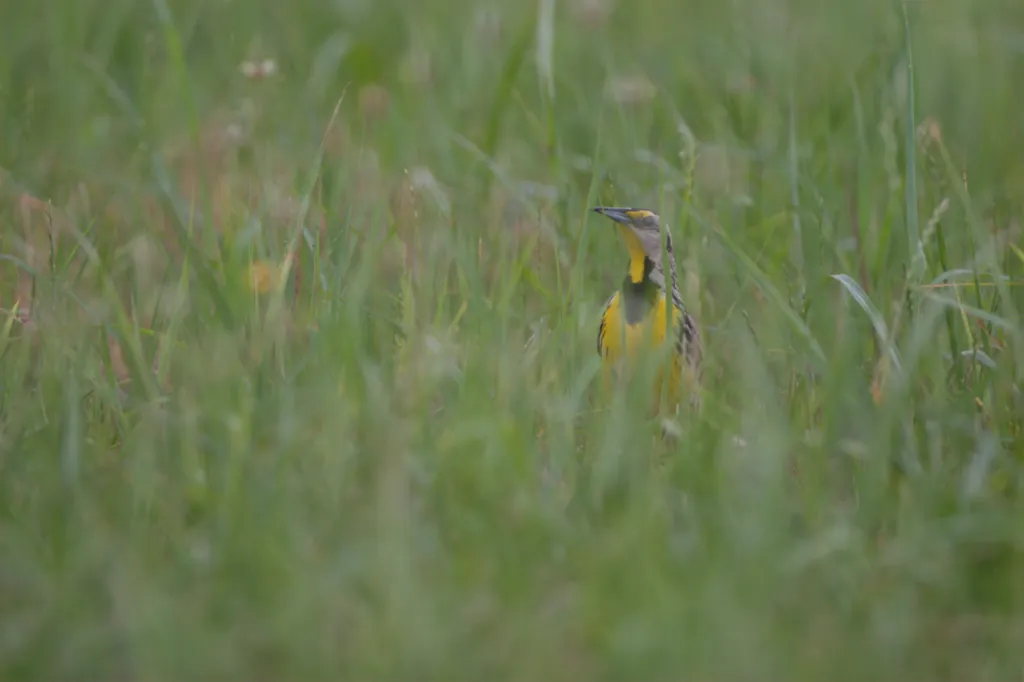 Eastern Meadowlark