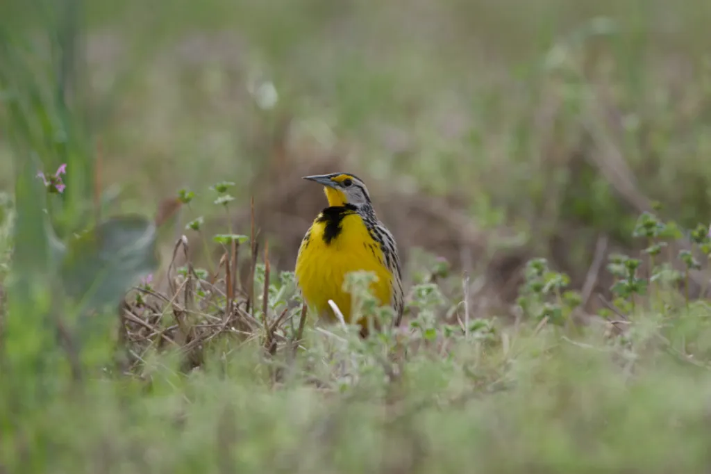 Eastern Meadowlark