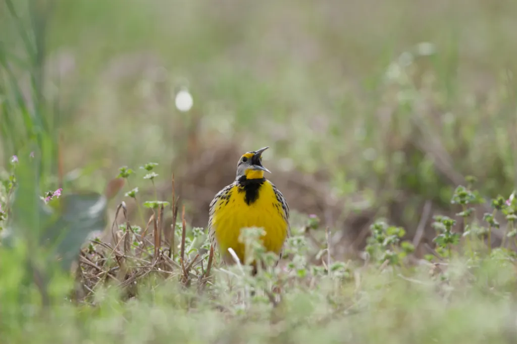 Eastern Meadowlark