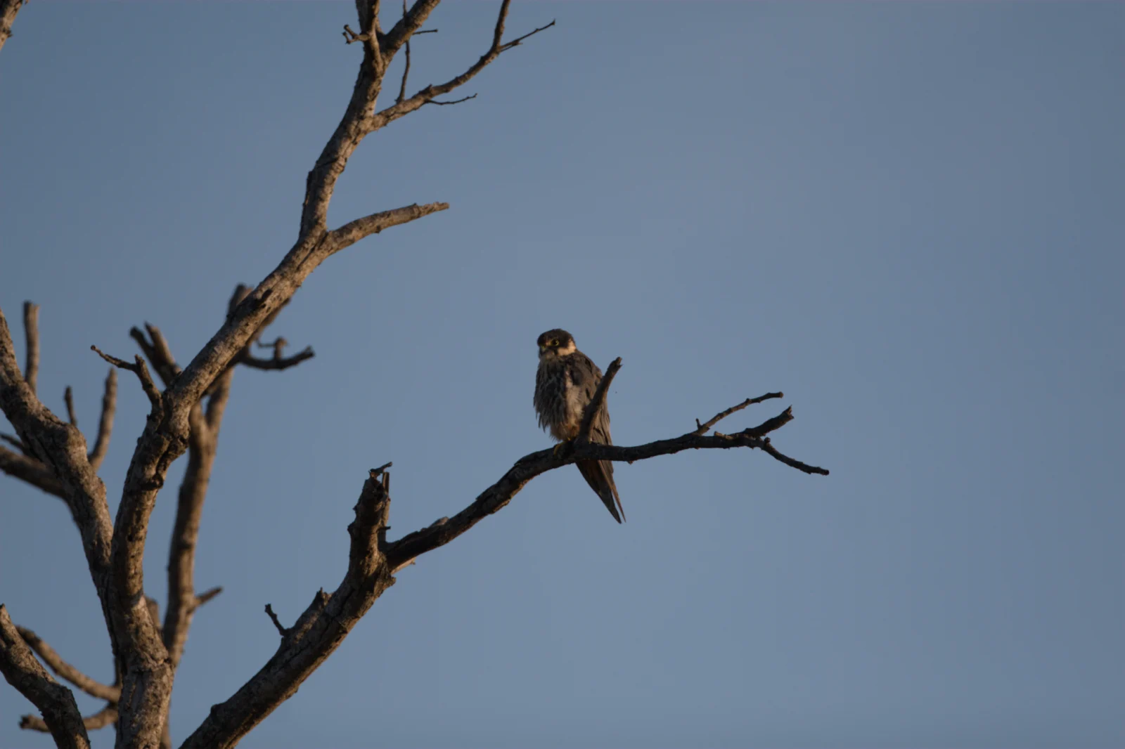 Eurasian Hobby (Europese Boomvalk)