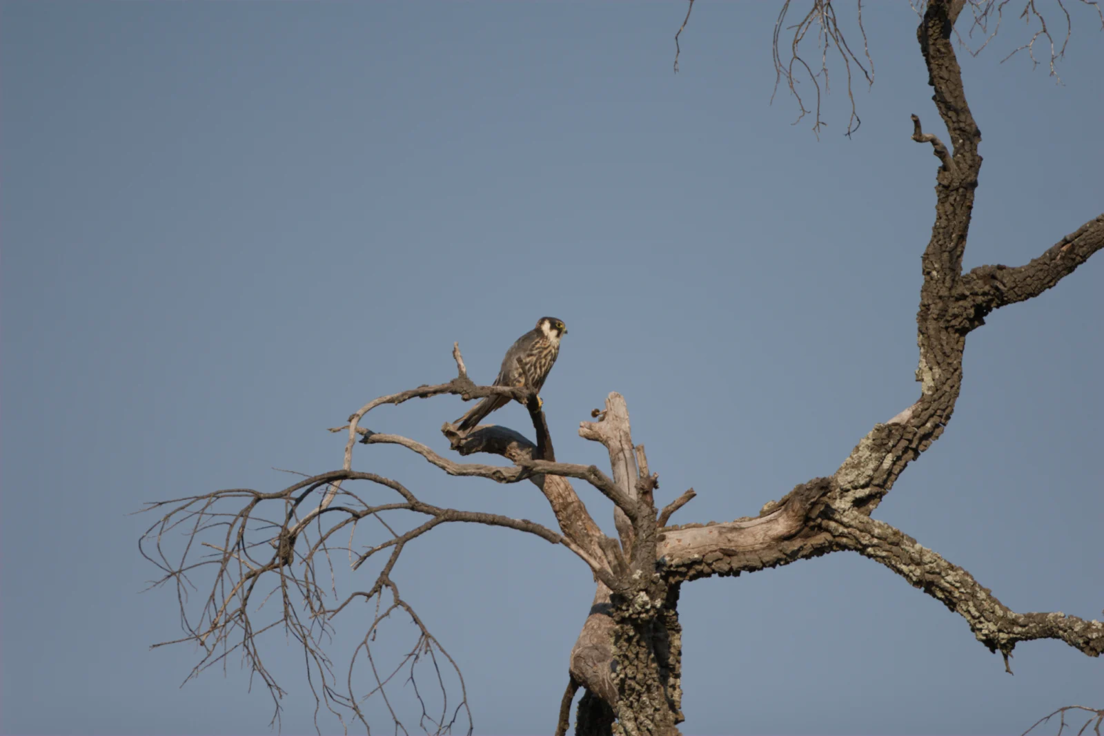 Eurasian Hobby (Europese Boomvalk)