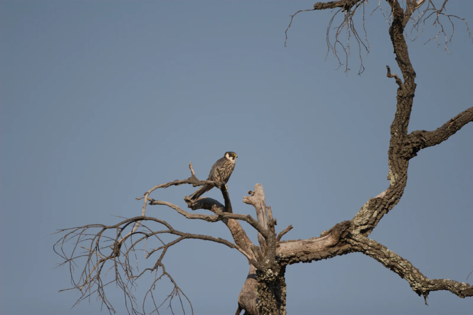Eurasian Hobby (Europese Boomvalk)