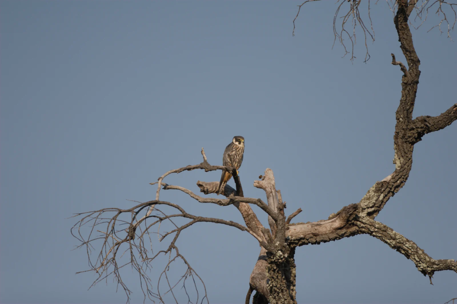 Eurasian Hobby (Europese Boomvalk)