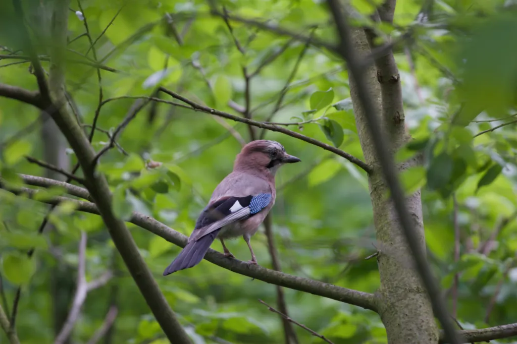 Eurasian Jay
