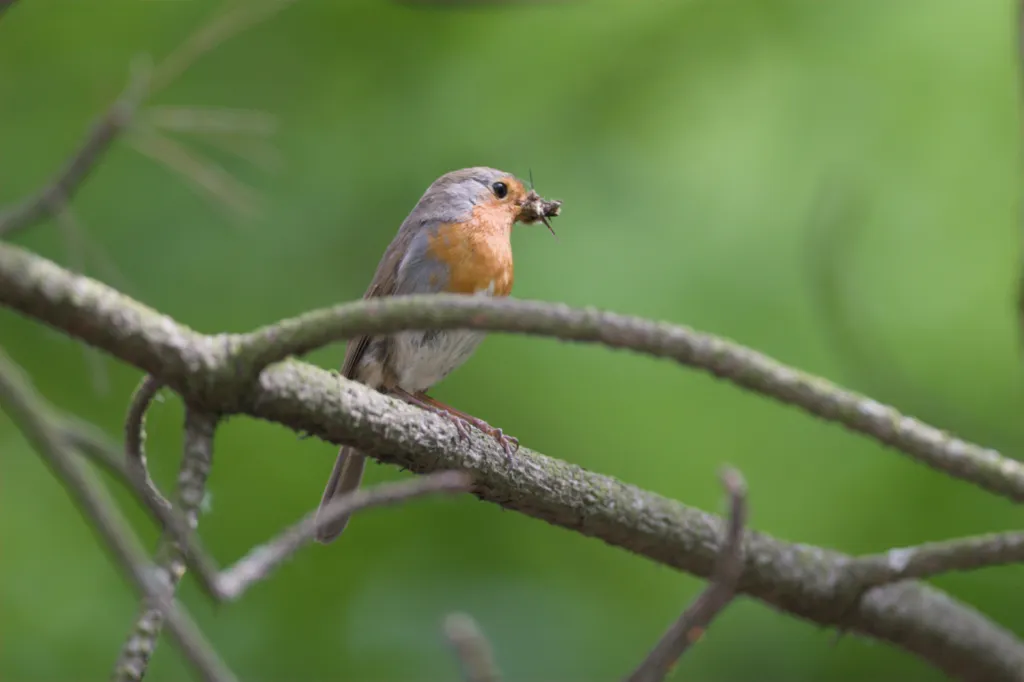 European Robin