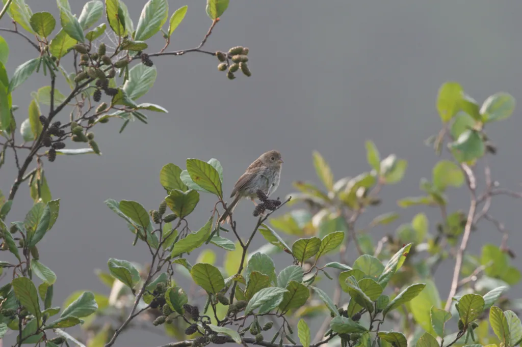 Field Sparrow