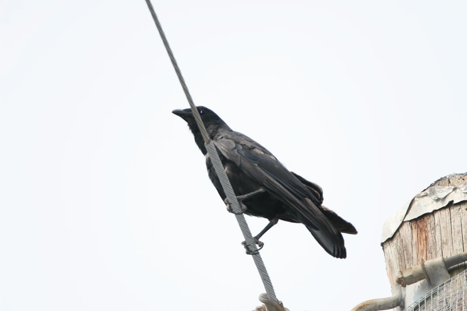 Fish Crow