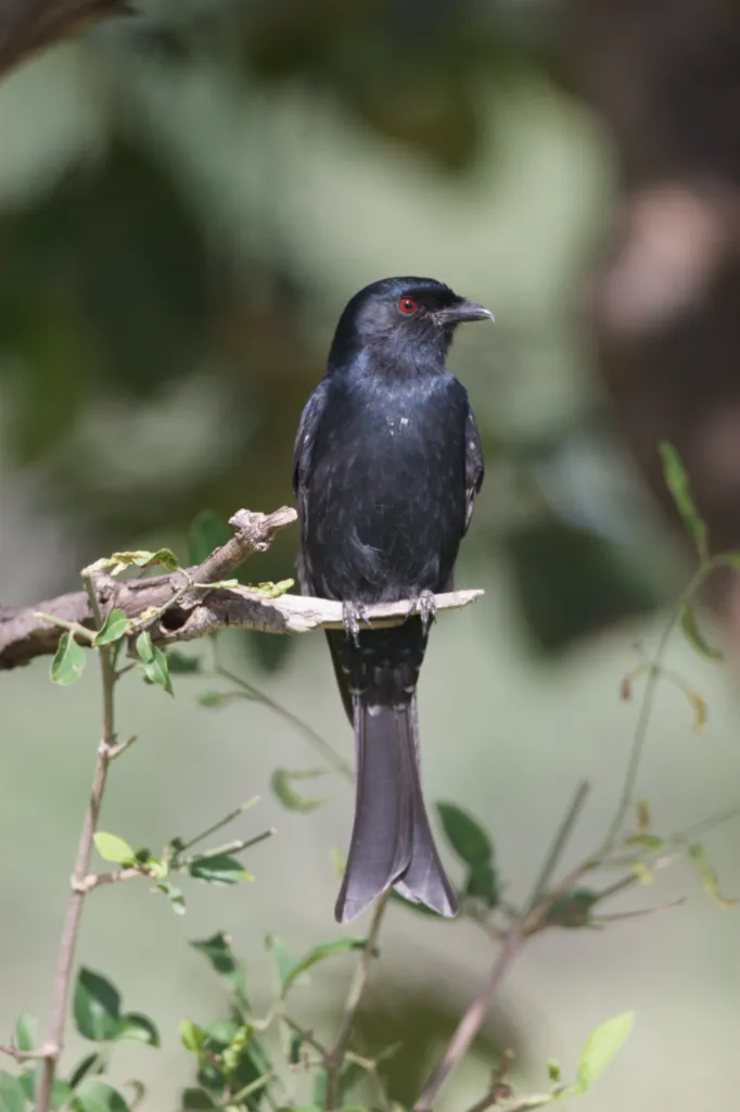 Fork-tailed Drongo (Mikstertbyvanger)