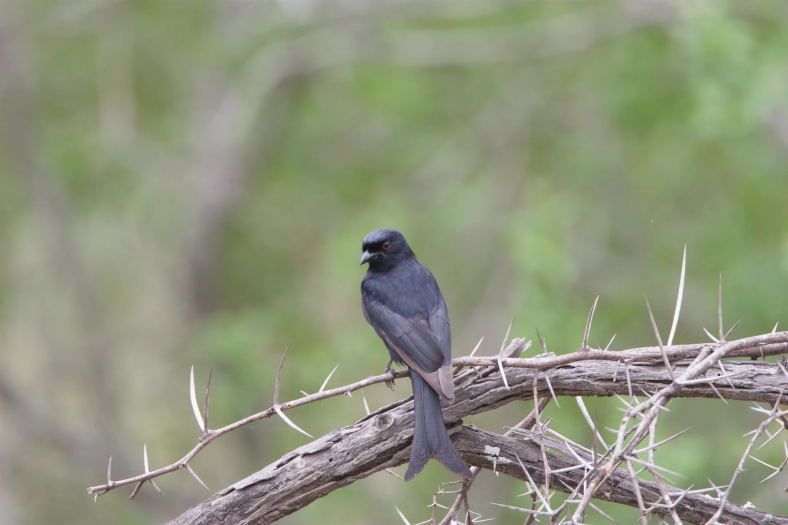 Fork-tailed Drongo (Mikstertbyvanger)