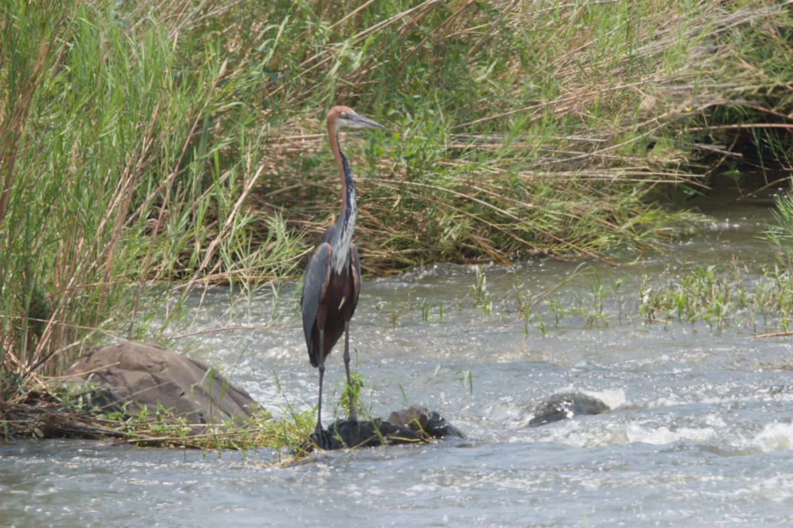 Goliath Heron (Reusereier)