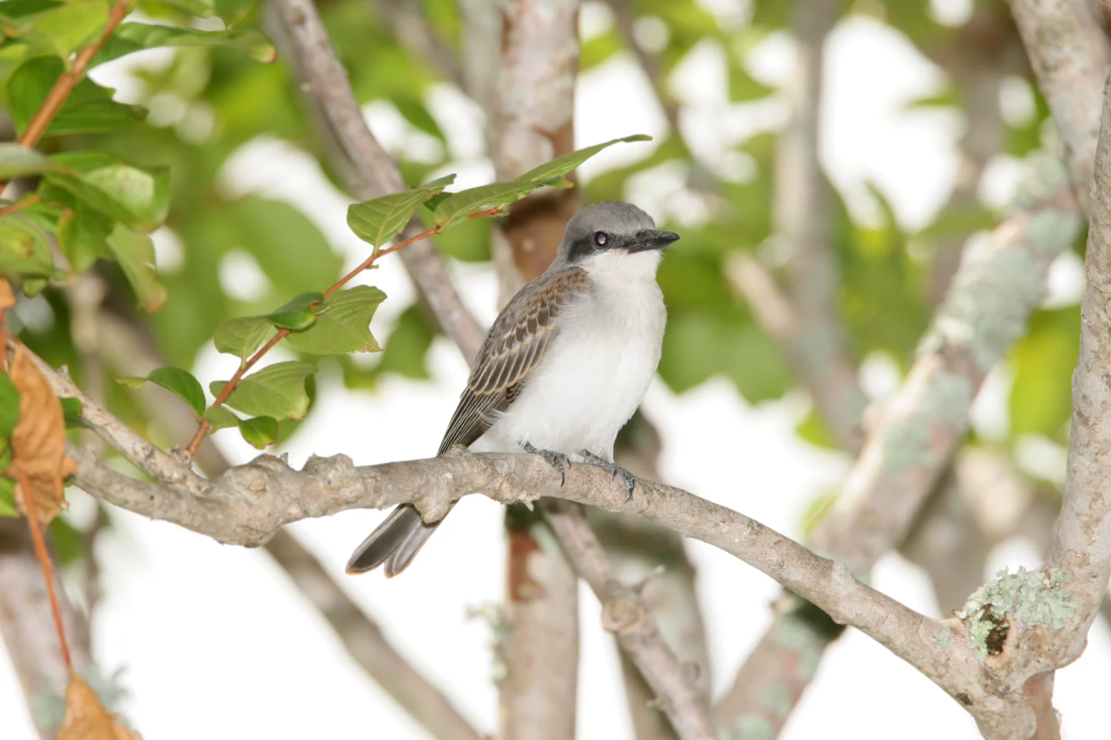 Gray Kingbird
