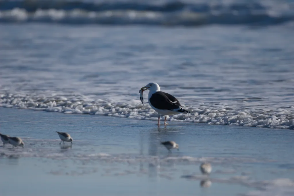 Great Black-backed Gull