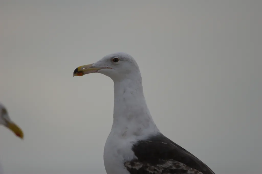 Great Black-backed Gull