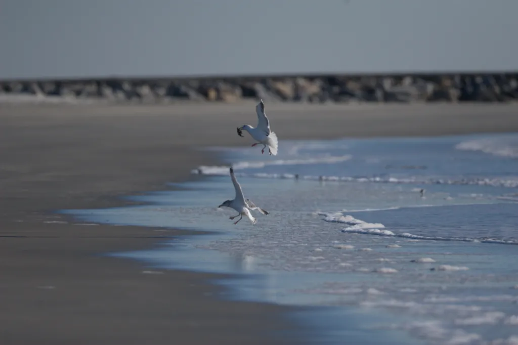 Great Black-backed Gull