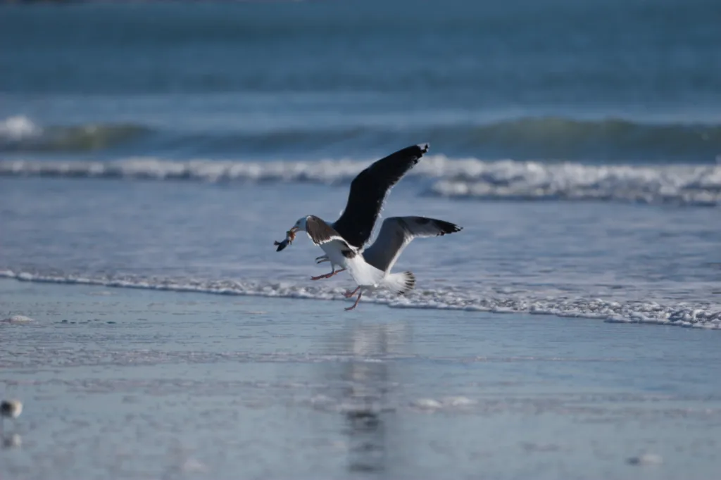 Great Black-backed Gull