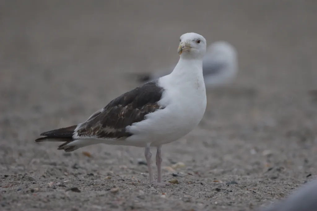Great Black-backed Gull