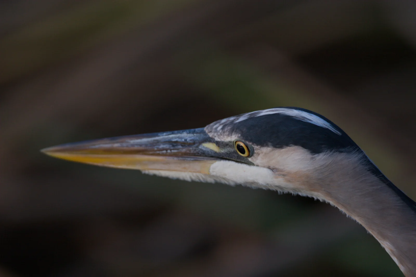 Great Blue Heron