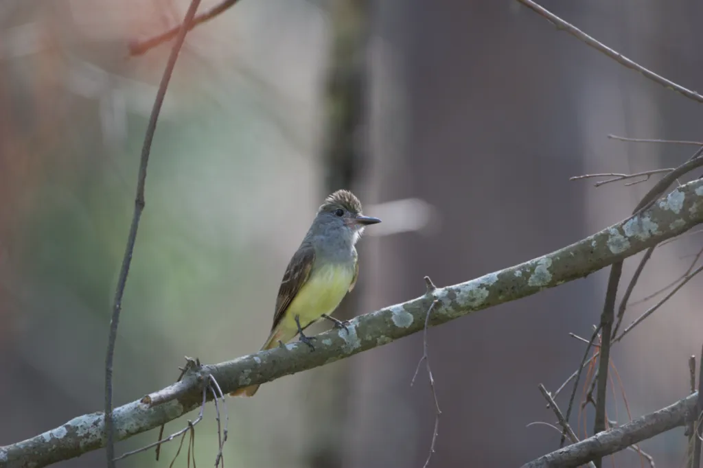 Great Crested Flycatcher