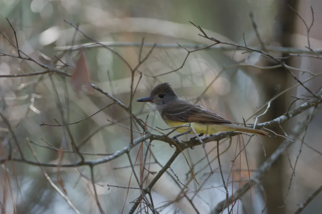 Great Crested Flycatcher