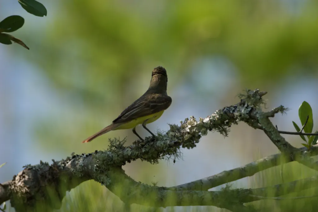 Great Crested Flycatcher