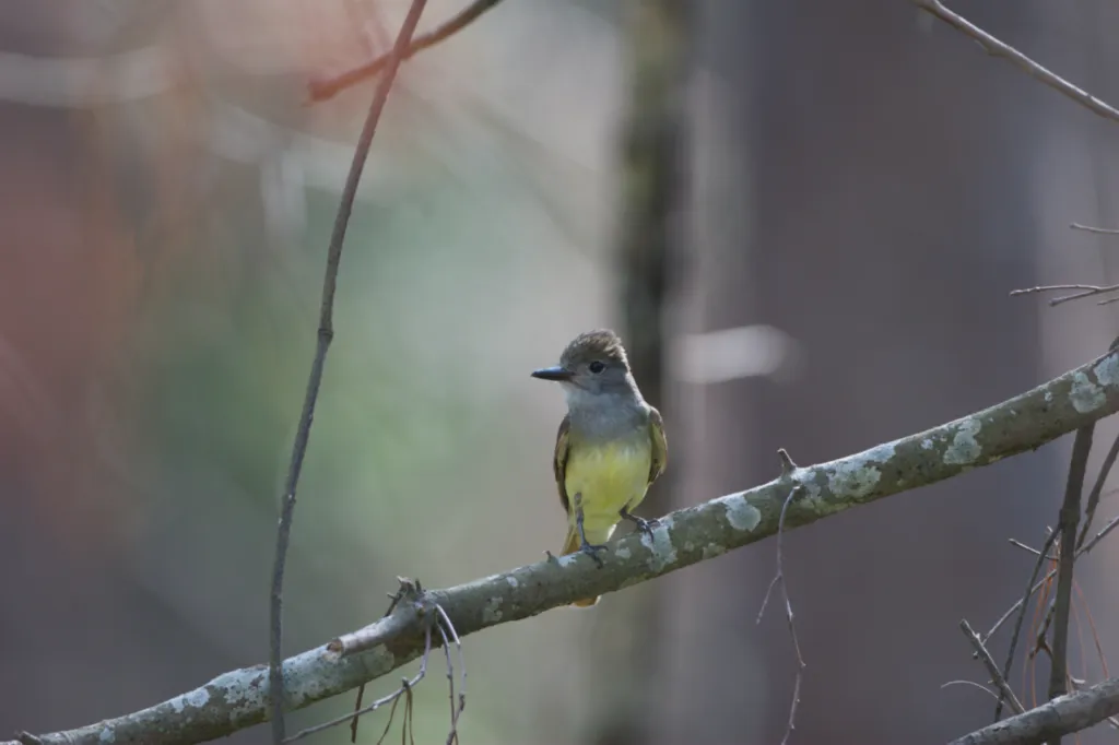 Great Crested Flycatcher