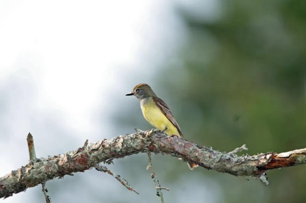 Great Crested Flycatcher