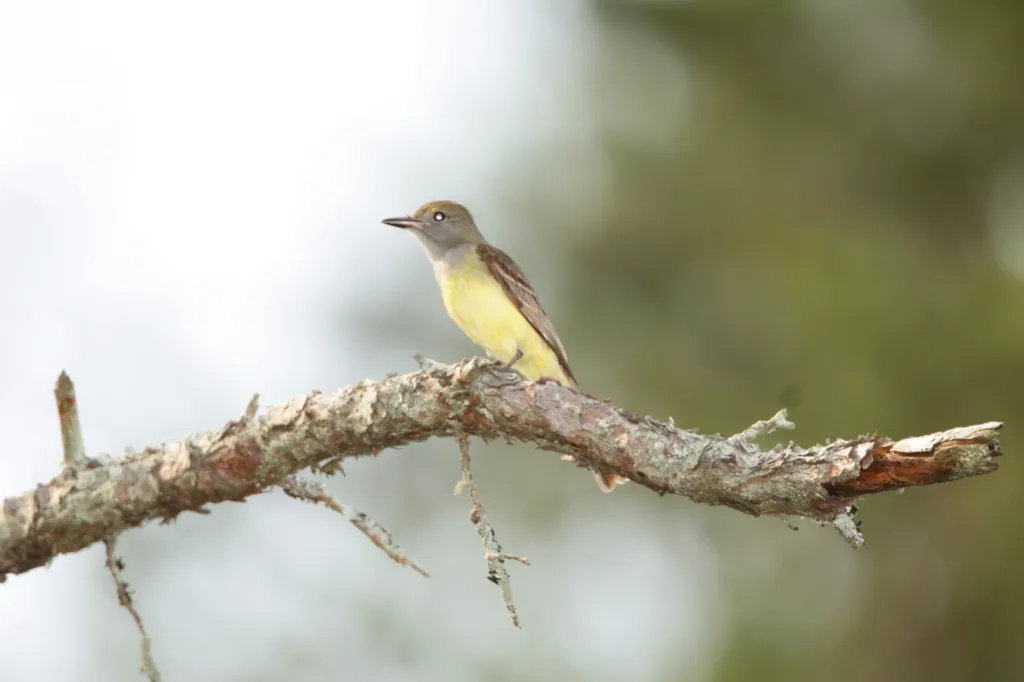 Great Crested Flycatcher