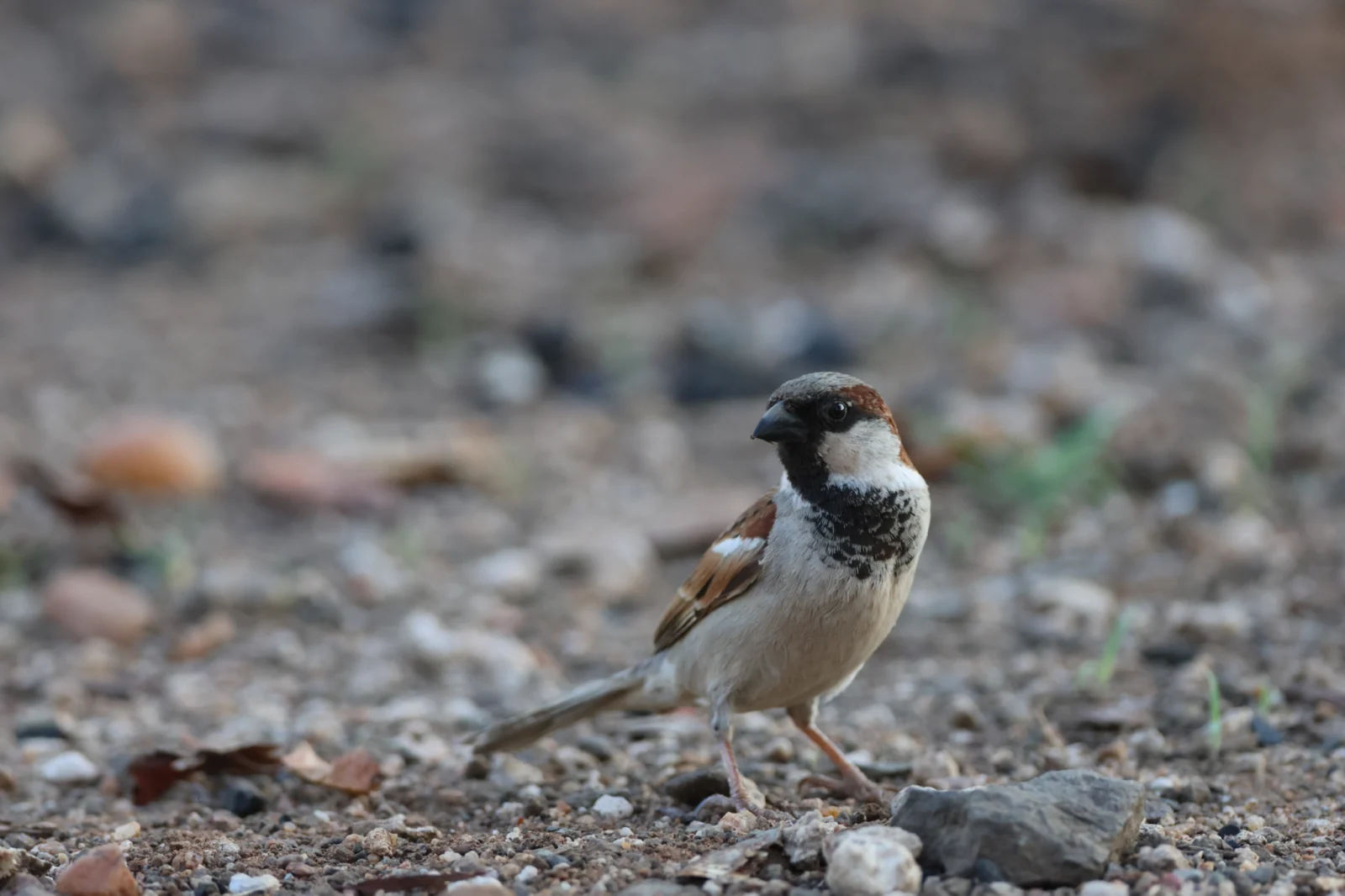 Great Sparrow (Grootmossie)