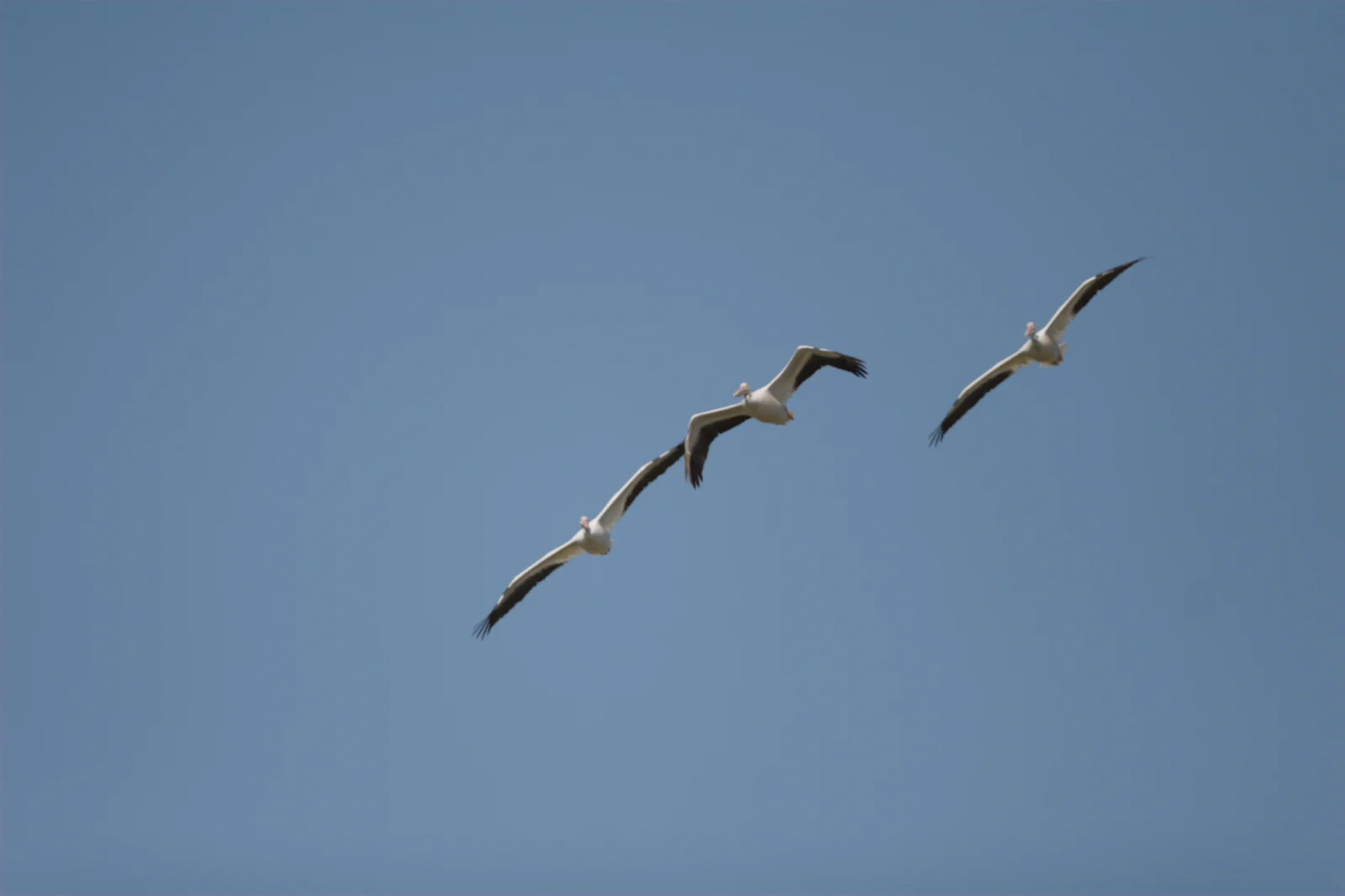 Great White Pelican (Witpelikaan)