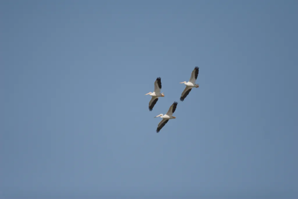 Great White Pelican (Witpelikaan)