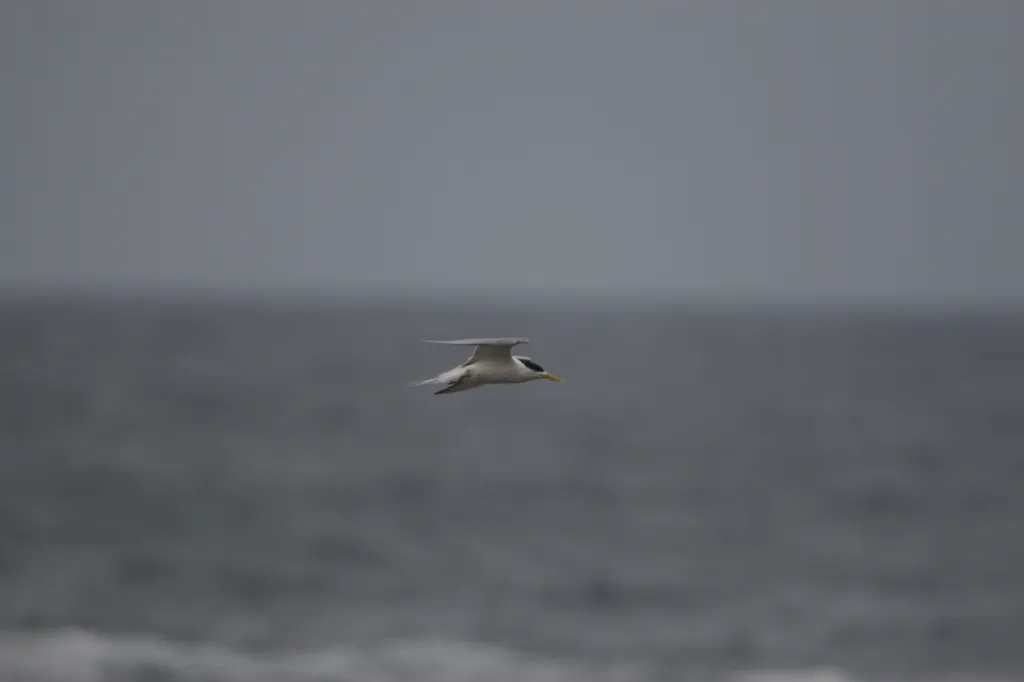 Greater Crested (Swift) Tern (Geelbeksterretjie)