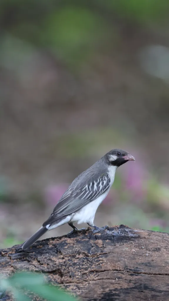 Greater Honeyguide (Grootheuningwyser)