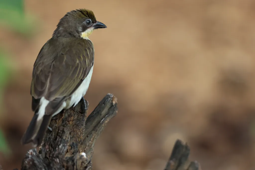 Greater Honeyguide (Grootheuningwyser)
