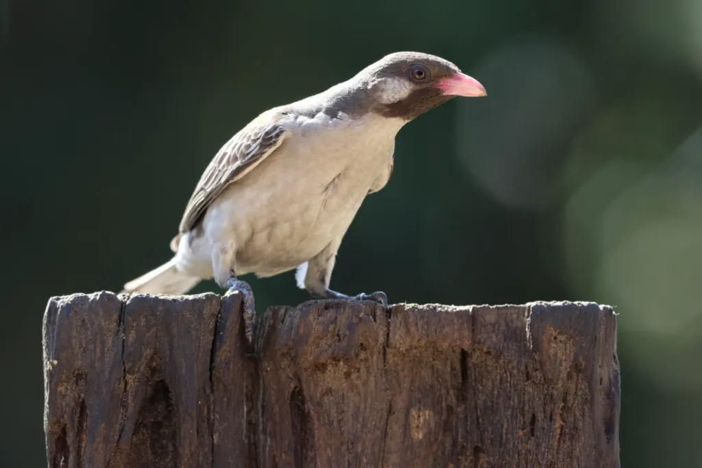Greater Honeyguide (Grootheuningwyser)