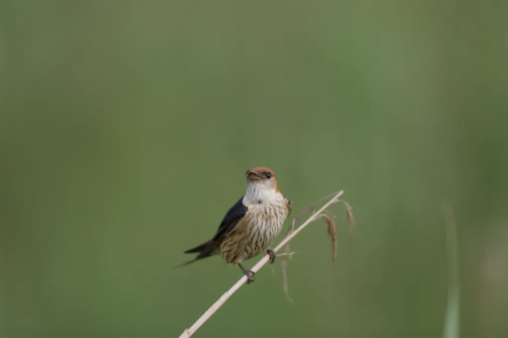 Greater Striped Swallow (Grootstreepswael)