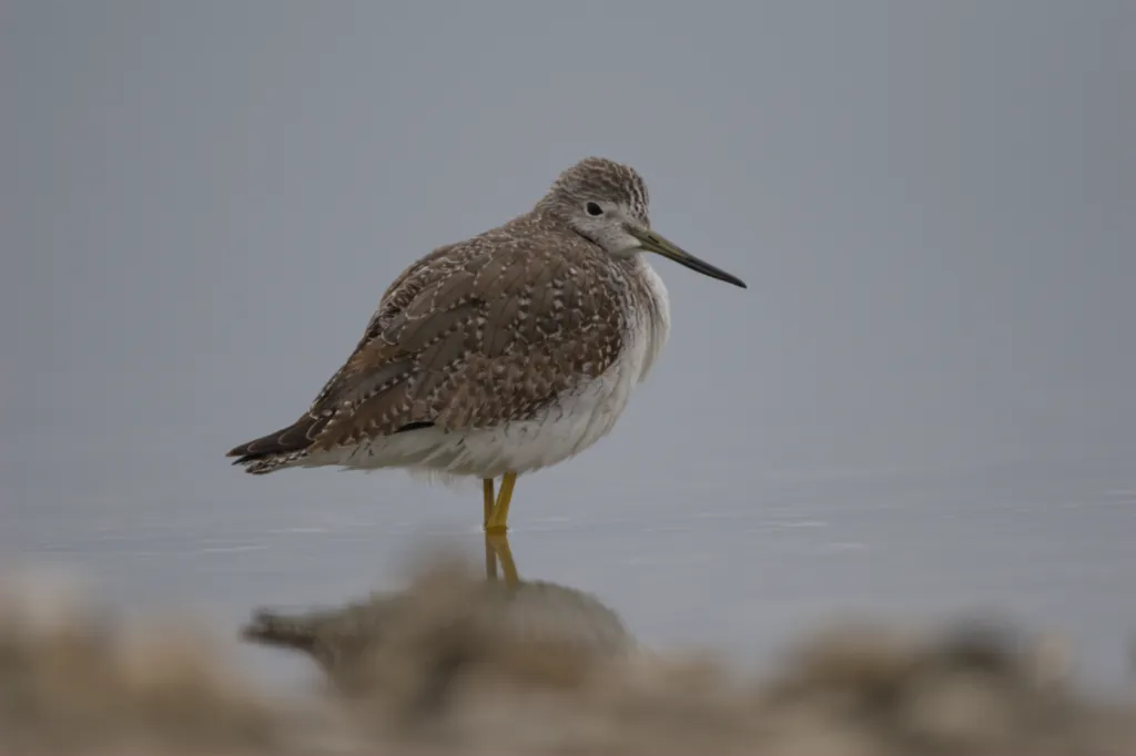 Greater Yellowlegs