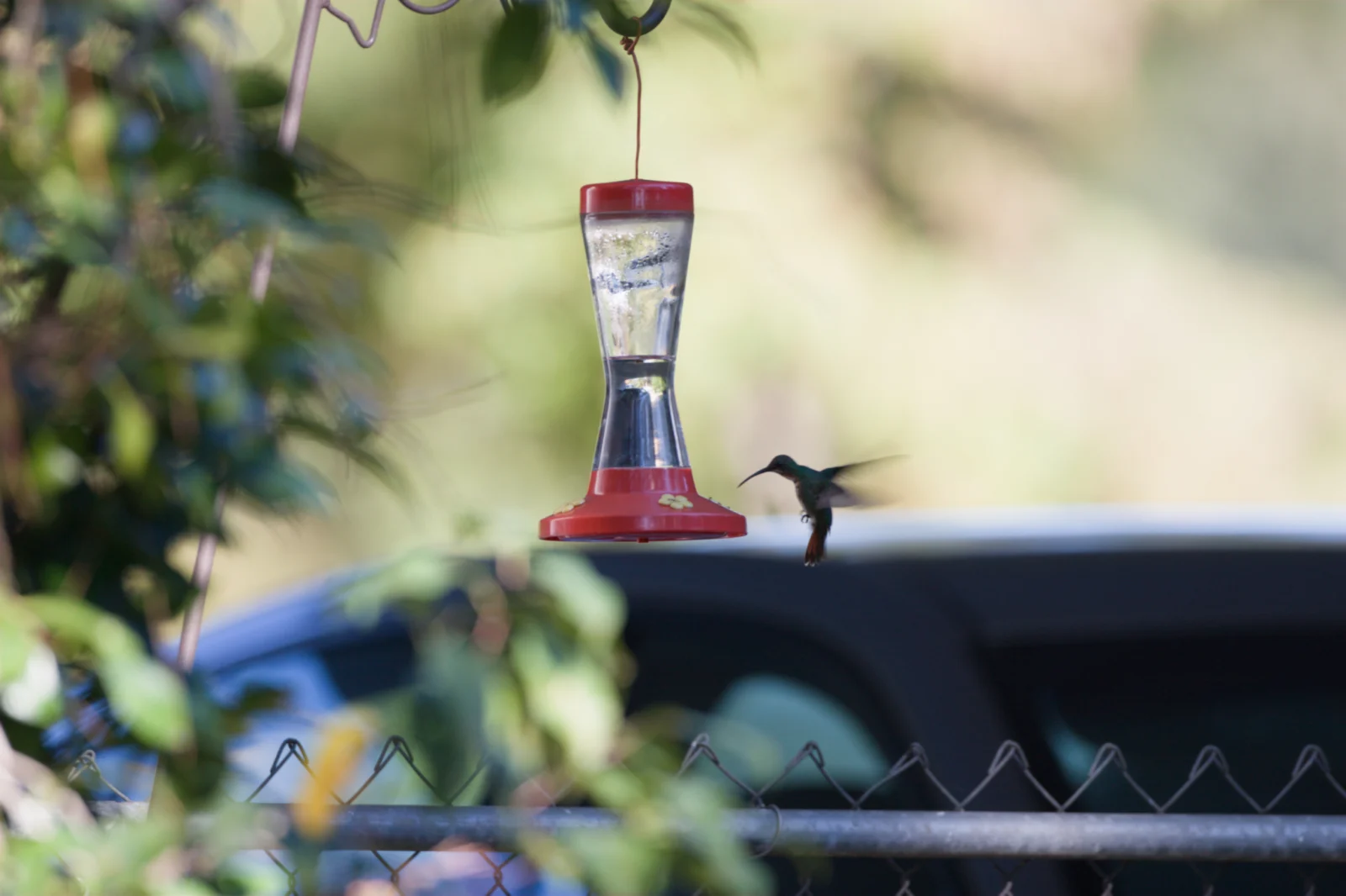 Green-breasted Mango
