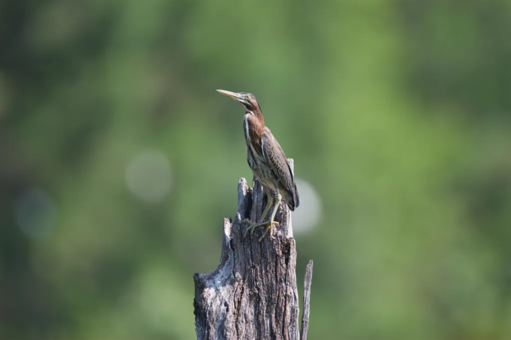 Green Heron