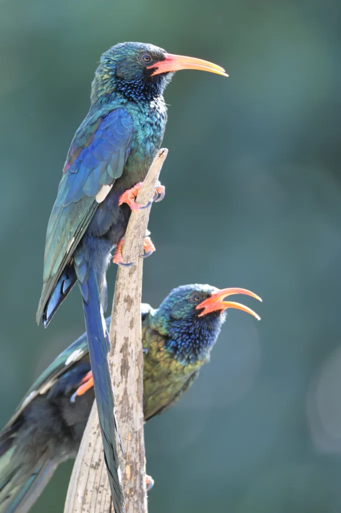 Green Wood-hoopoe (Rooibekkakelaar)