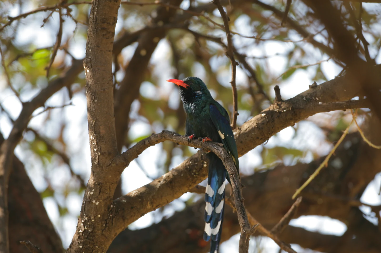 Green Wood-hoopoe (Rooibekkakelaar)